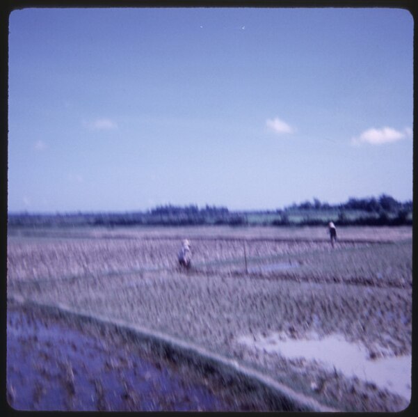 File:Planting Rice, circa 1966.jpg