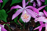 Pleione praecox Type species