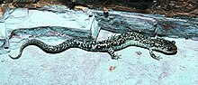 Plethodon caddoensis.jpg