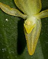 Pleurothallis apopsis