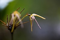 Pleurothallis cosmetron