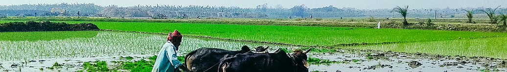 Ploughing Fields Bangladesh banner.jpg
