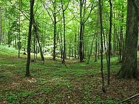 Podlaskie - Czarna Białostocka - Puszcza Knyszyńska - Góry Czumażowskie - E - v-NW.JPG