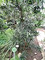 Podocarpus koordersii - Botanischer Garten Freiburg - DSC06344.jpg