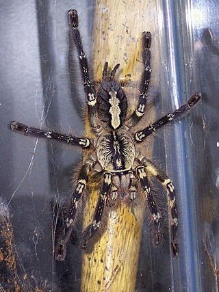 <i>Poecilotheria ornata</i> Species of spider