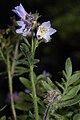 Polemonium pulcherrimum