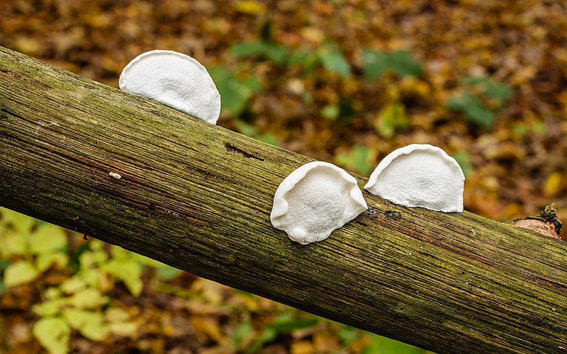 File:Polypore. Locatie, Paddenstoelenreservaat. 31-10-2022. (actm.) 01.jpg