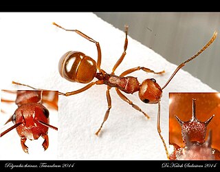 <i>Polyrhachis thrinax</i> Species of ant