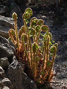 Polystichum setiferum-20210427-RM-165358.jpg/2