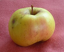 la "chanzy", variété de pomme spécifique au pays de Massiac