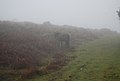 Pony in the mist - geograph.org.uk - 1656023.jpg