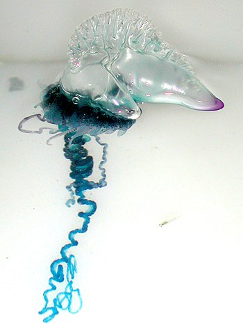 Bioluminescent Siphonophore 350px-Portuguese_Man-O-War_%28Physalia_physalis%29