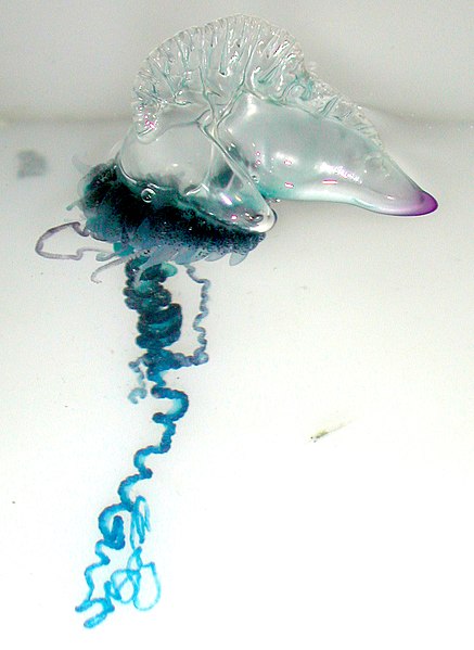 The highly apomorphic Siphonophorae—like this Portuguese man o' war (Physalia physalis)—have long misled hydrozoan researchers.