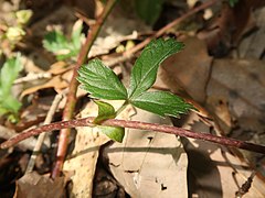 走出枝につく葉に短い葉柄がり、基部は膜質の托葉がある。