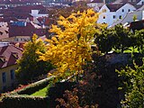 Praha - Malá Strana, Malá Fürstenberská zahrada, výhled na Velkou Pálffyovskou zahradu