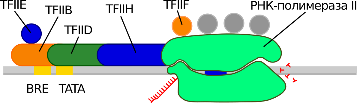 Промотор рнк полимеразы 2. Транскрипционные факторы эукариот. Факторы транскрипции эукариот. Транскрипционный комплекс РНК-полимеразы 2 эукариот. Факторы транскрипции и промотор.