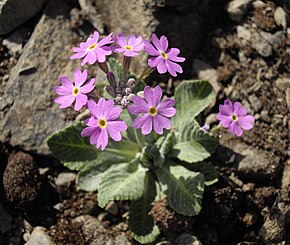 Beschrijving van de afbeelding Primula frondosa 3.jpg.