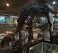 ProbactrosaurusGobiensis-PaleozoologicalMuseumOfChina-May23-08.jpg