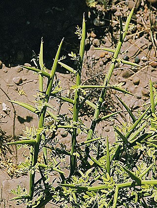 <i>Prosopidastrum</i> Genus of legumes