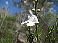 Miniatura per Prostanthera