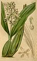 Prosthechea vespa (as syn. Epidendrum coriaceum) plate 3595 in: Curtis's Bot. Magazine (Orchidaceae), vol. 54, (1837)