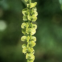 Pterocarya fraxinifolia, unripe fruit.jpg