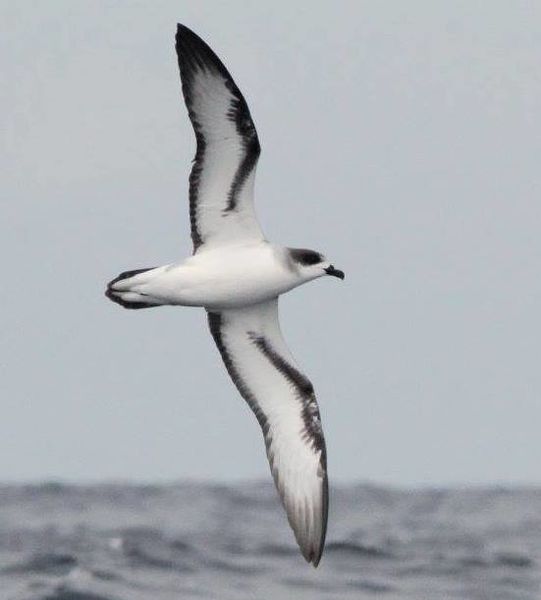 File:Pterodroma baraui, Durban, Birding Weto, b.jpg