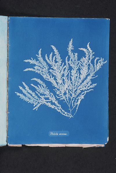 File:Ptilota sericea (NYPL b11861683-419523).jpg