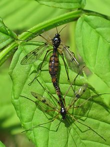 Ptychoptera contaminata (fantom kran fly) juftlashishi, Arnhem, Gollandiya.JPG