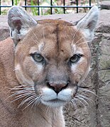 Tête de Puma (Puma concolor).