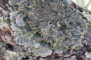 <i>Punctelia hypoleucites</i> Species of foliose lichen