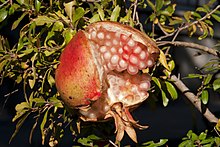 Punica granatum fruit (1).jpg
