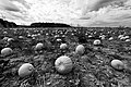 Putrid pumpkins in cloister garden Abenberg.jpg