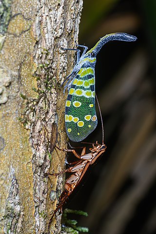 <i>Pyrops connectens</i> Species of lanternflies