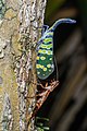 26 Pyrops connectens - Khao Sok National Park (41895867640) uploaded by Dianakc, nominated by Iifar,  20,  0,  0