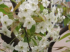 Ya Pear (Pyrus bretschneideri)