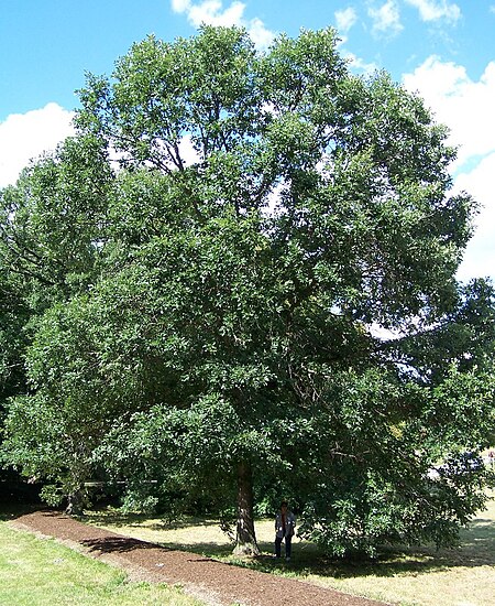 Quercus_bicolor