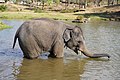 * Nomination Raghu (juvenile male captive elephant) bathing in Moyar river, Mudumalai Nat'l Park, India. --Tagooty 08:20, 6 May 2021 (UTC) * Promotion  Support Good quality. --Rhododendrites 14:10, 6 May 2021 (UTC)