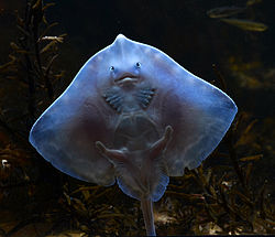 Raja clavata at the Aquarium de Vannes. Raie bouclee Raja clavata Vannes 20082012 2.jpg