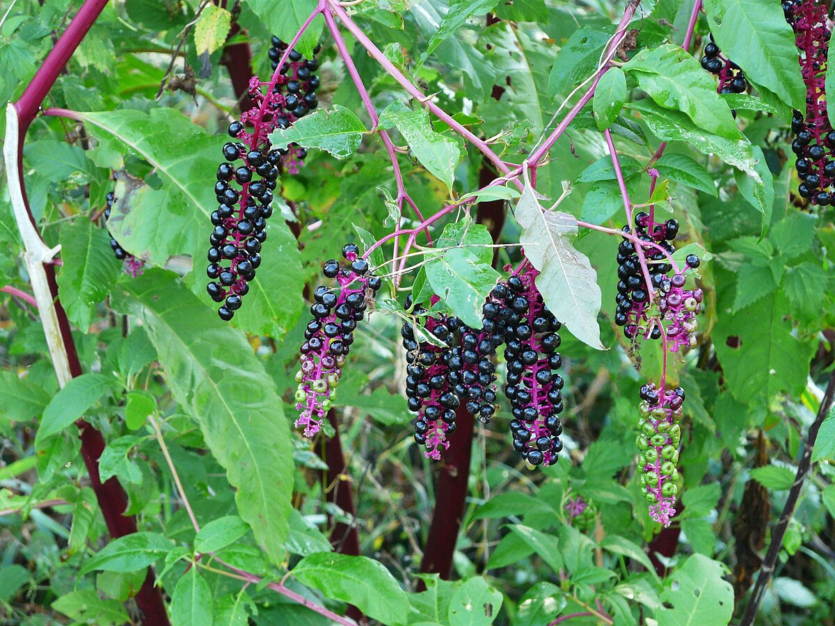 Phytolacca Americana Seeds