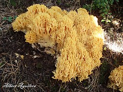 Ramaria