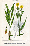 Ranunculus lingua Sturm47.jpg