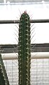 Rauhocereus riosaniensis