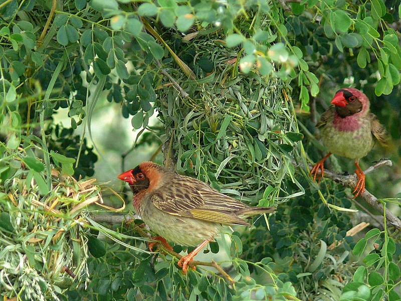 File:Red-billed Queleas (Quelea quelea) (6041540788).jpg