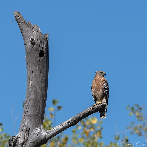 File:Red-shouldered Hawk (52194458578).jpg