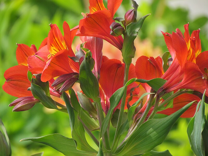 File:Red Alstroemeria flower in mountains.jpg