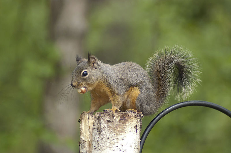 File:Red Squirrel in Richmond.jpg