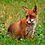 Red fox (Vulpes vulpes) cropped.jpg