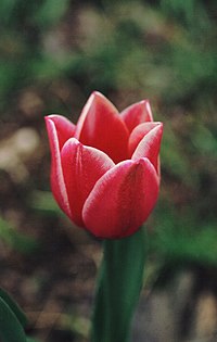 Red tulip detail.jpg