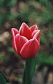 Red tulip